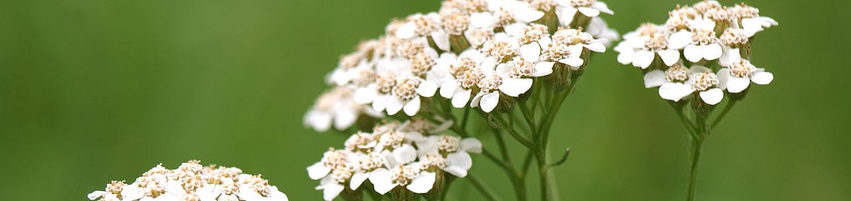 Header Bild Schafgarbe