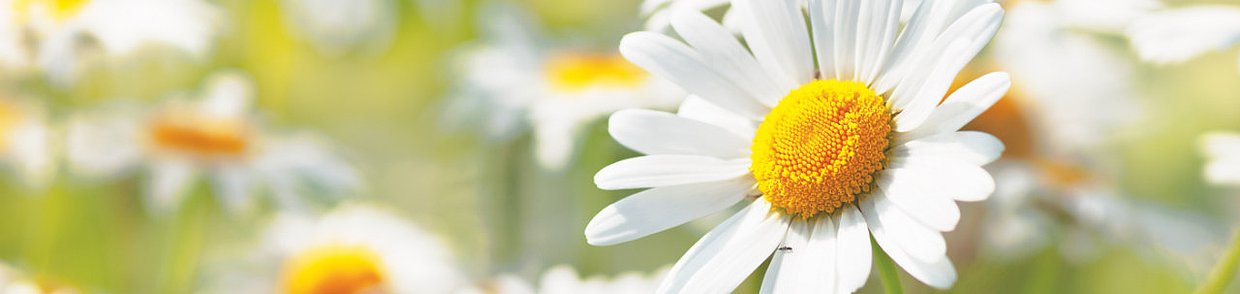 Imupret Header Bild Kamille