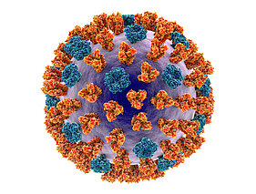 Influenzavirus 