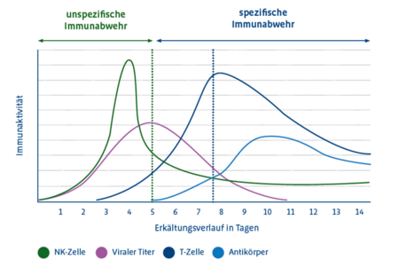 Imupret® N steigert die Aktivität natürlicher Killerzellen signifikant
