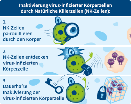 Inaktivierung virus-infizierter Körperzellen durch Natürliche Killerzellen