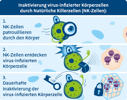 Wie funktioniert die unspezifische Immunabwehr Inaktivierung virus-infizierter Körperzellen durch Natürliche Killerzellen